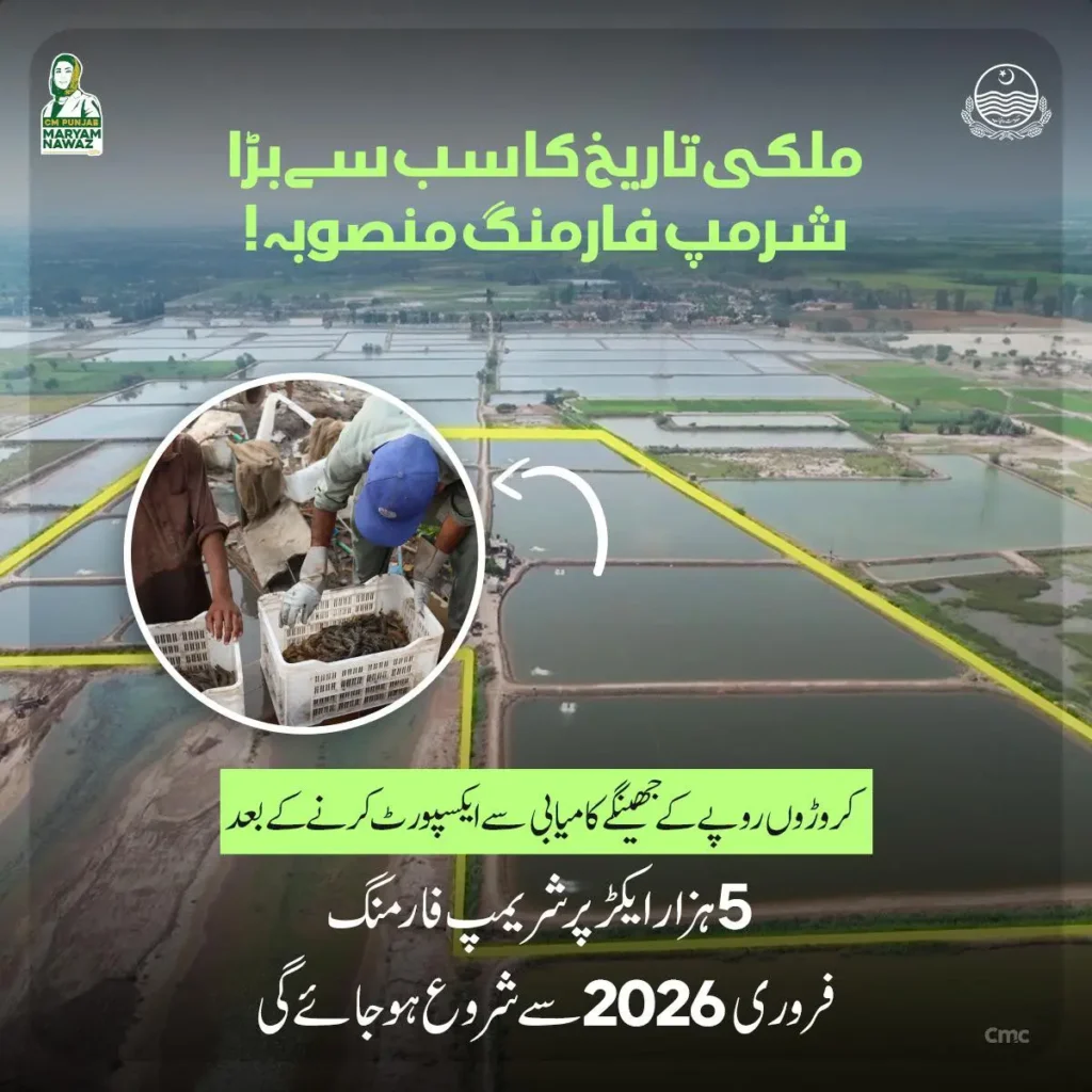 Shrimp Farming Project 2025 – Unlock Profitable Growth